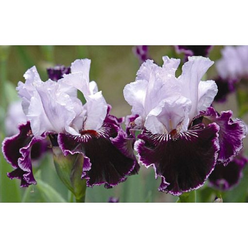 Iris germanica Salomes Butterfly