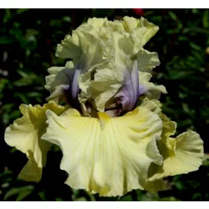 Iris germanica Secret Partner
