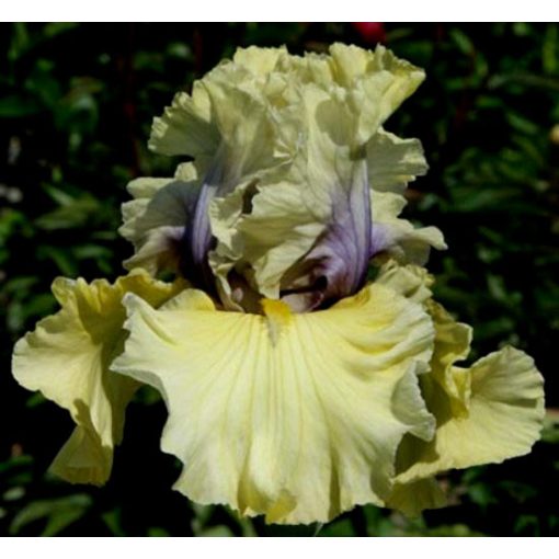 Iris germanica Secret Partner