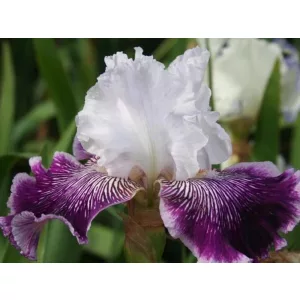 Iris germanica Secret Weekend
