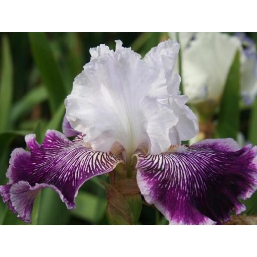 Iris germanica Secret Weekend