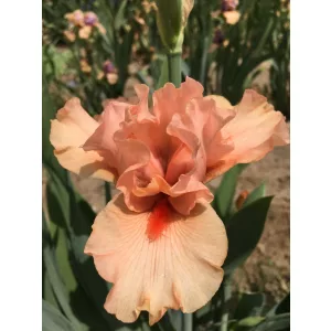 Iris germanica Simply Coral