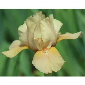 Iris germanica Smoked Salmon