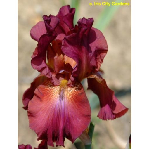 Iris germanica Society Lady