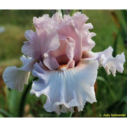 Iris germanica Soft Curves