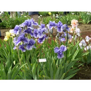 Iris germanica Spouting Horn