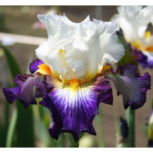 Iris germanica Stage Presence