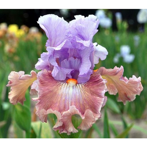 Iris germanica Sudden Bliss