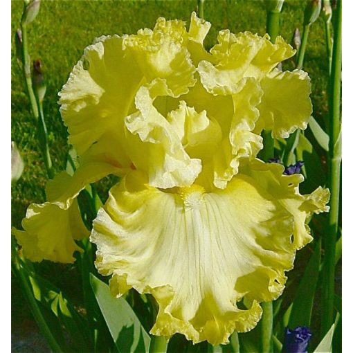 Iris germanica Sun Shine In