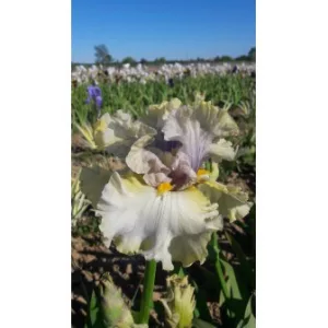 Iris germanica Suspicion