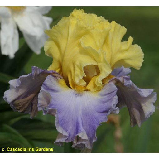 Iris germanica Swedish Lullaby