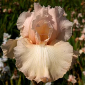 Iris germanica Sweet Sugar Swing