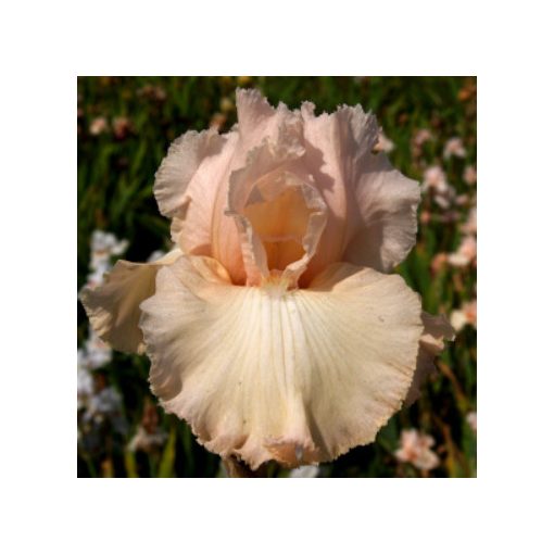 Iris germanica Sweet Sugar Swing