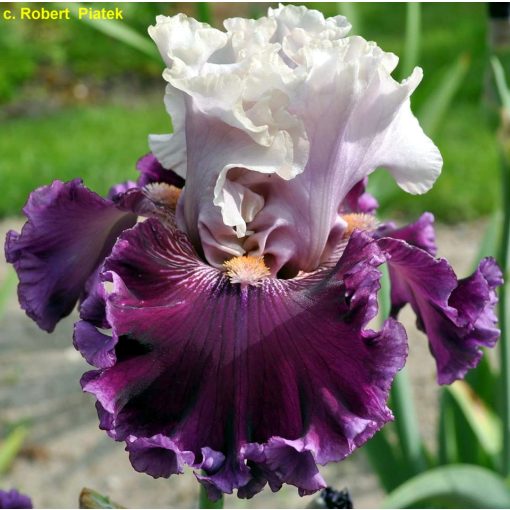 Iris germanica Swivel Hips