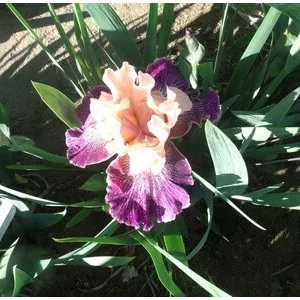 Iris germanica Sylvian Smiling