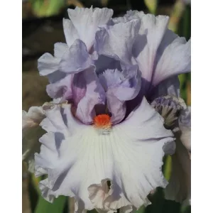 Iris germanica Take Me Home