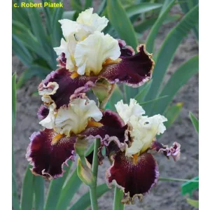 Iris germanica Tasker Risk