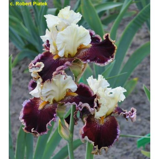 Iris germanica Tasker Risk