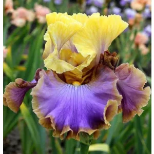 Iris germanica Team Player