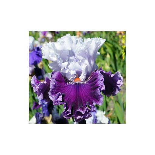 Iris germanica Ten All Round