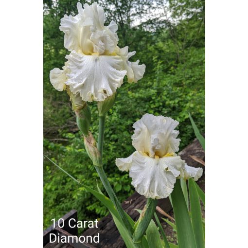 Iris germanica Ten Carrat Diamond