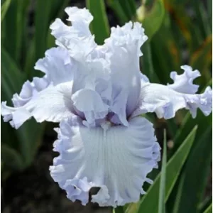 Iris germanica Through the Clouds