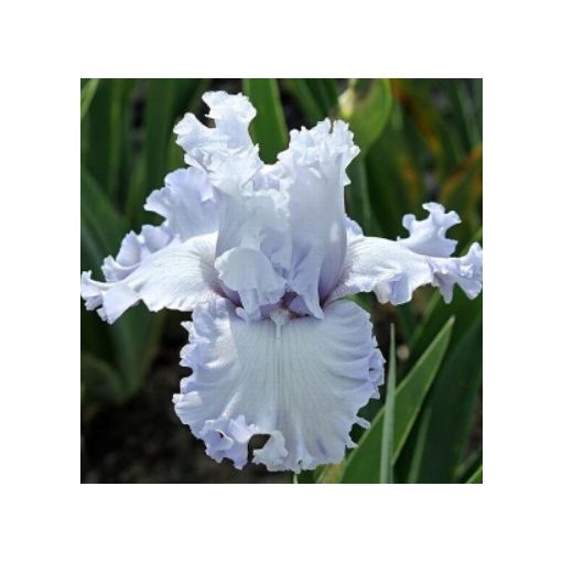 Iris germanica Through the Clouds