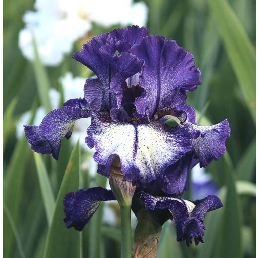 Iris germanica Tickle My Fancy