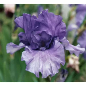 Iris germanica Tokatee Falls