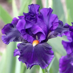 Iris germanica Tom Johnson