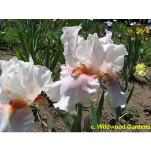 Iris germanica Touch of Fuchsia