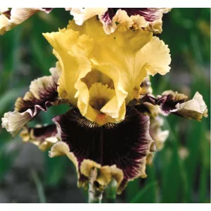 Iris germanica Treasure Trader