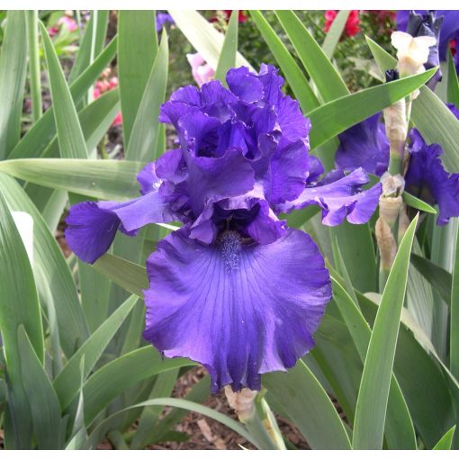 Iris germanica Uncharted Waters