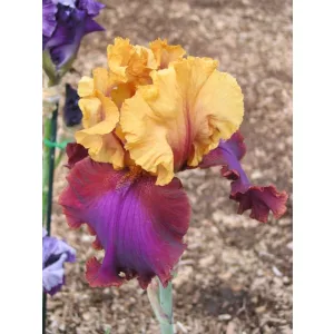 Iris germanica Upper Hand