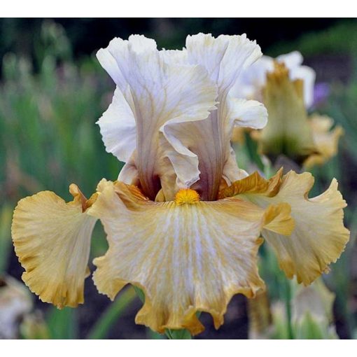 Iris germanica Venus Bay