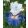 Iris germanica Versailles