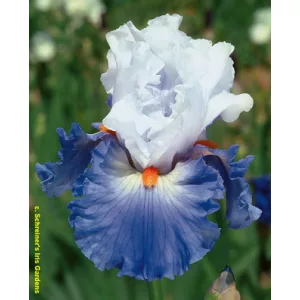 Iris germanica Versailles