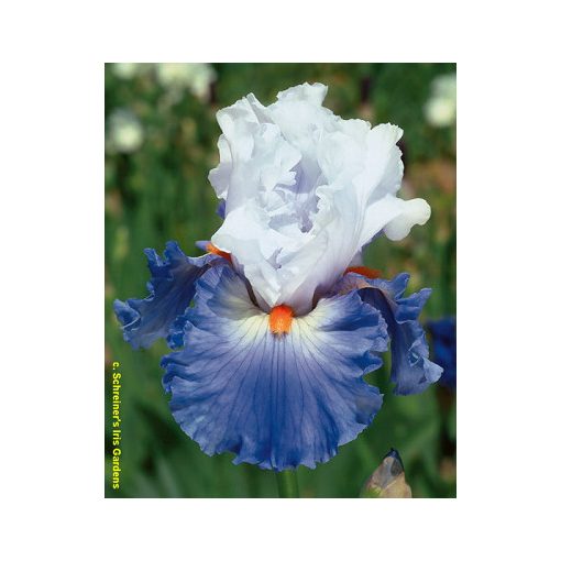 Iris germanica Versailles