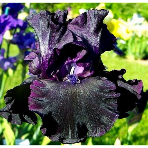 Iris germanica Visigoths