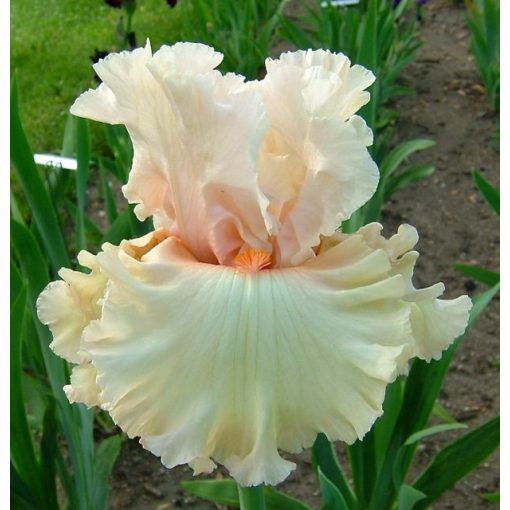 Iris germanica Wedding Belle