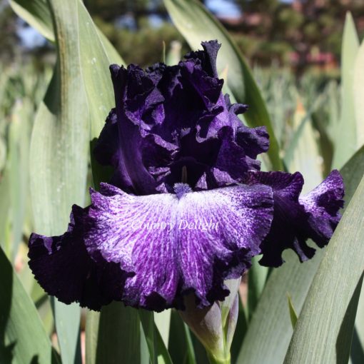 Iris germanica Wedding Night