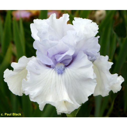 Iris germanica When Angels Sing