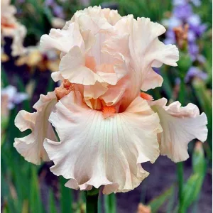 Iris germanica Whisper Her Name