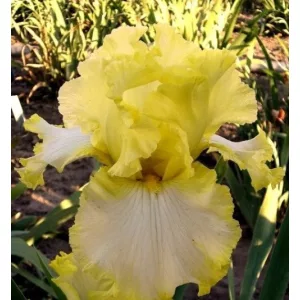 Iris germanica Years of Plenty