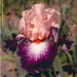 Iris germanica Young At Heart