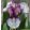 Iris pumila Beetlejuice