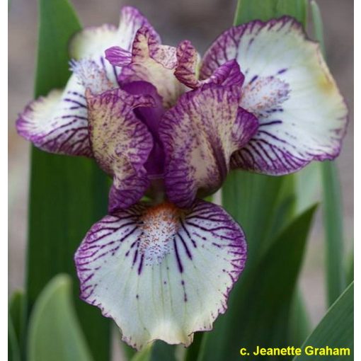 Iris pumila Beetlejuice