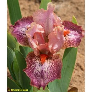 Iris pumila Brash and Sassy