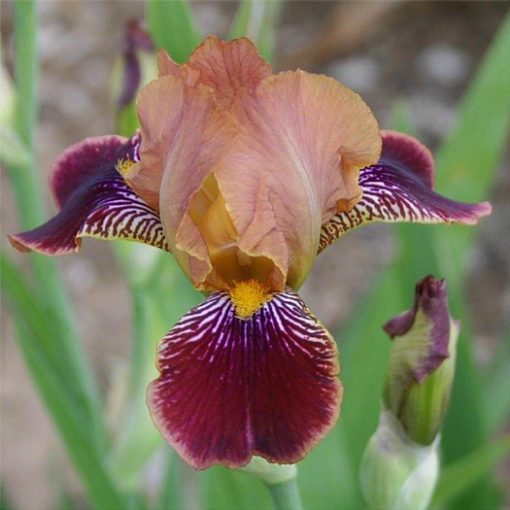 Iris pumila Butterscoth Wine