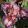 Iris pumila Choir